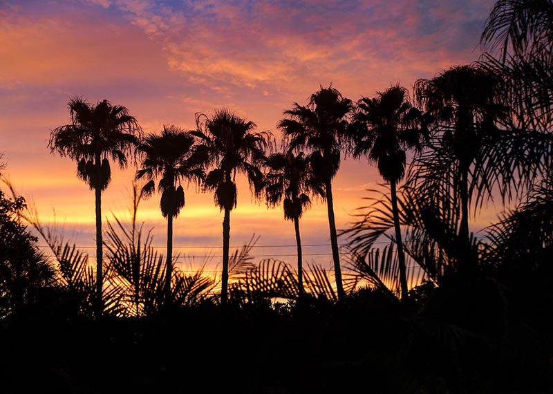 Bradenton, FL sunset with palm tree silhouettes