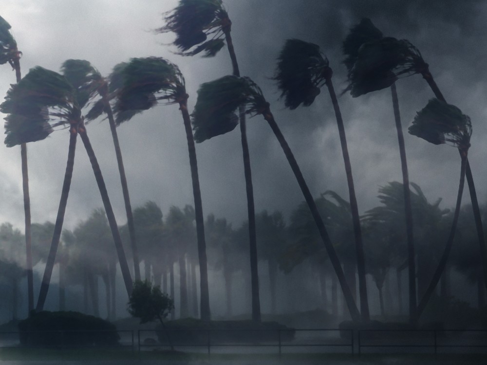 hurricane season in Florida - palm trees bent in wind